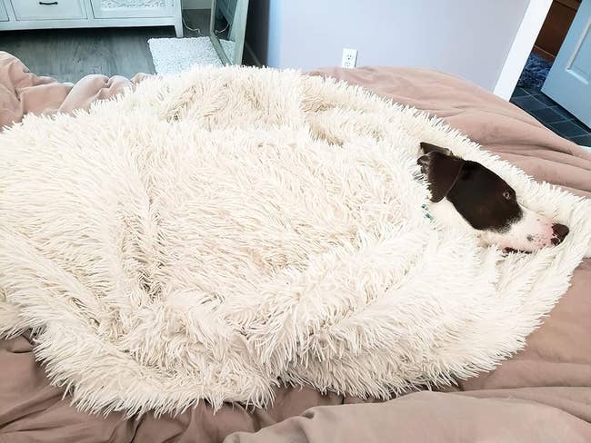 Dog blends in with a shaggy white blanket on a bed