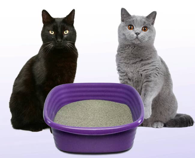 Two cats sit beside a purple litter box filled with sand, suggesting a focus on pet care products