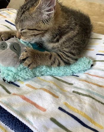 another reviewer's kitten kneading on the blue sloth