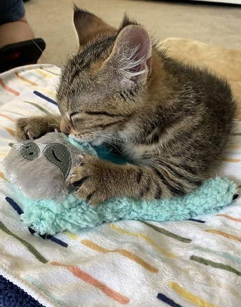 another reviewer's kitten kneading on the blue sloth