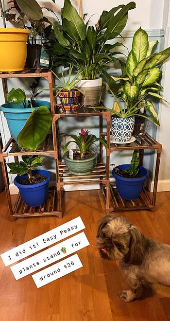reviewer's plants on a multi-tier plant stand and text that says 