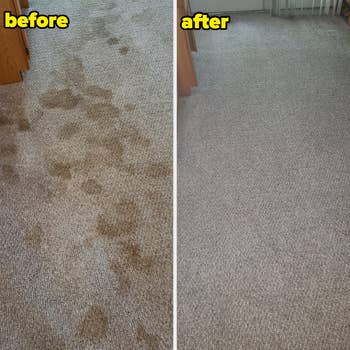 a before and after of a carpet that was covered in all sorts of urine stains, with the after photo looking super clean with zero stains left
