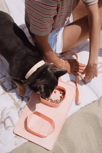 dog eating from peach portable bowls
