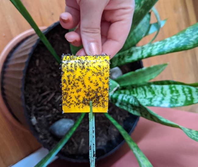 reviewer holding a yellow sticky stake covered in bugs from a plant