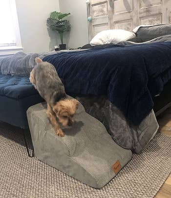 Reviewer image of side view of product at the end of a bed with dog walking down it on top of gray carpet