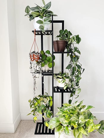 Reviewer's plant stand is shown