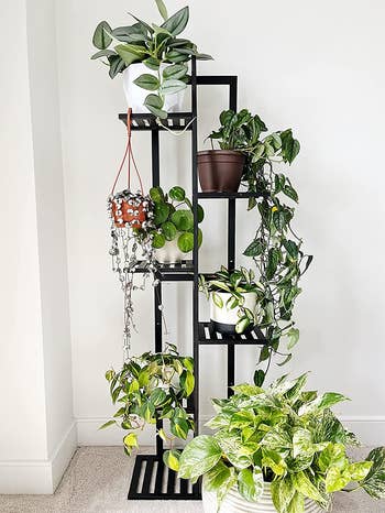 Reviewer's plant stand is shown