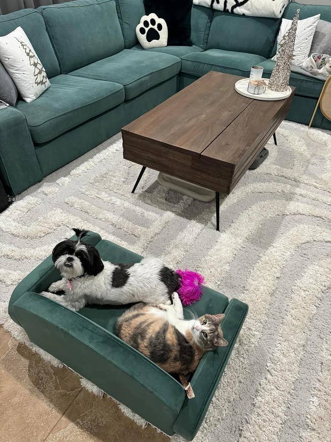 A dog and a cat lounging together on an ottoman in a cozy living room with a sectional sofa and rug