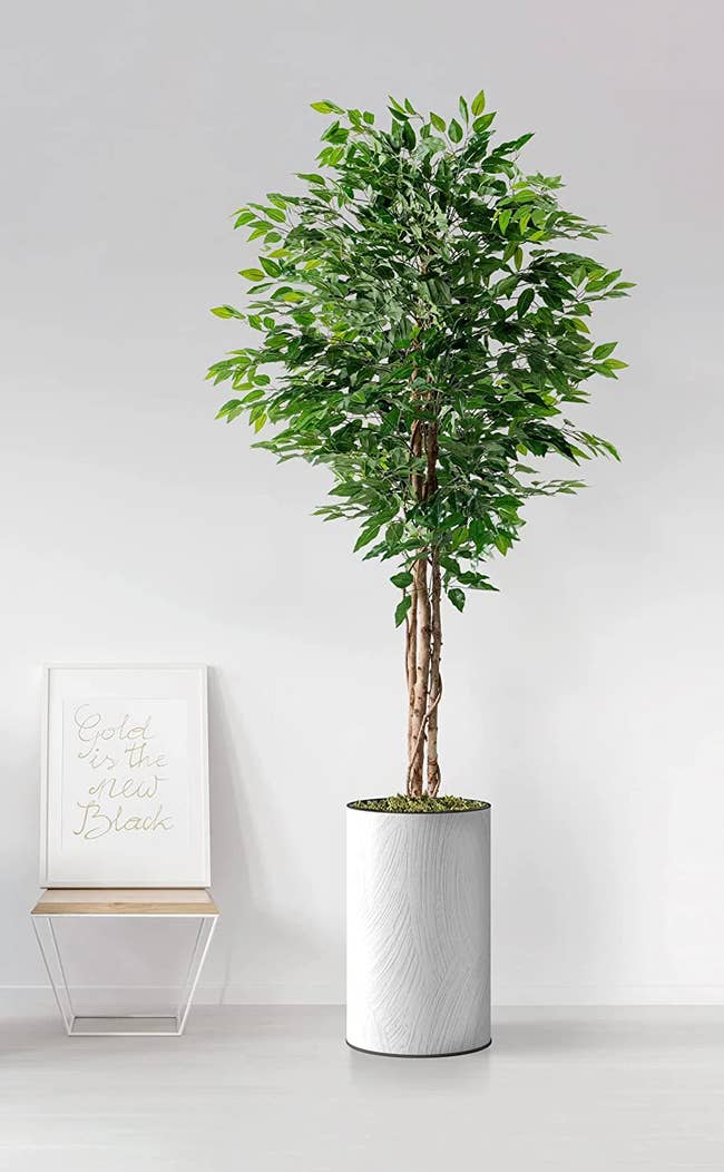 Fake ficus plant inside a white textured pot with fake moss next to light wooden side table with photo on top