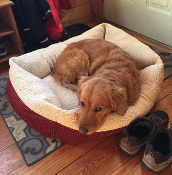 a dog in the aspen self warming bed