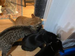 A reviewer's orange, two black cats, and a tabby licking the two balls mounted to the wall