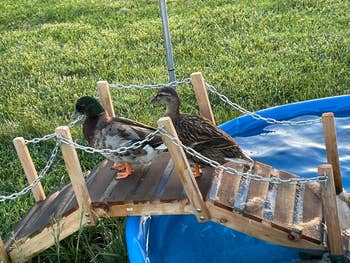 Two ducks locomotion  connected  a tiny  woody  span  implicit    a bluish  kiddie excavation  successful  a grassy area