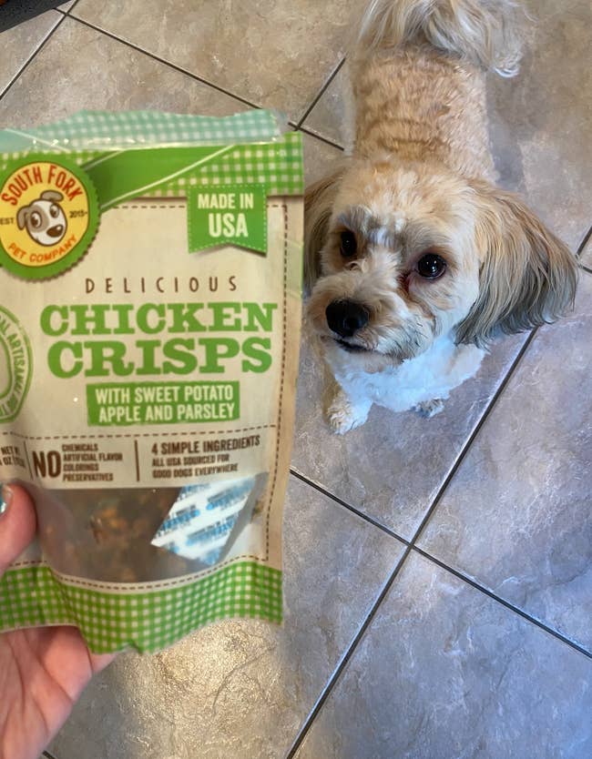 buzzfeed editor's dog looking at the bag of chicken crisps
