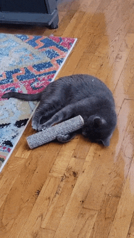 gif of BuzzFeeder's cat playing with the toy