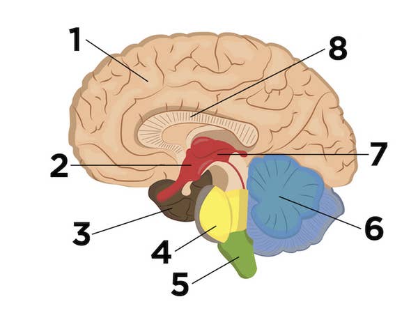 De que color es el cerebro humano