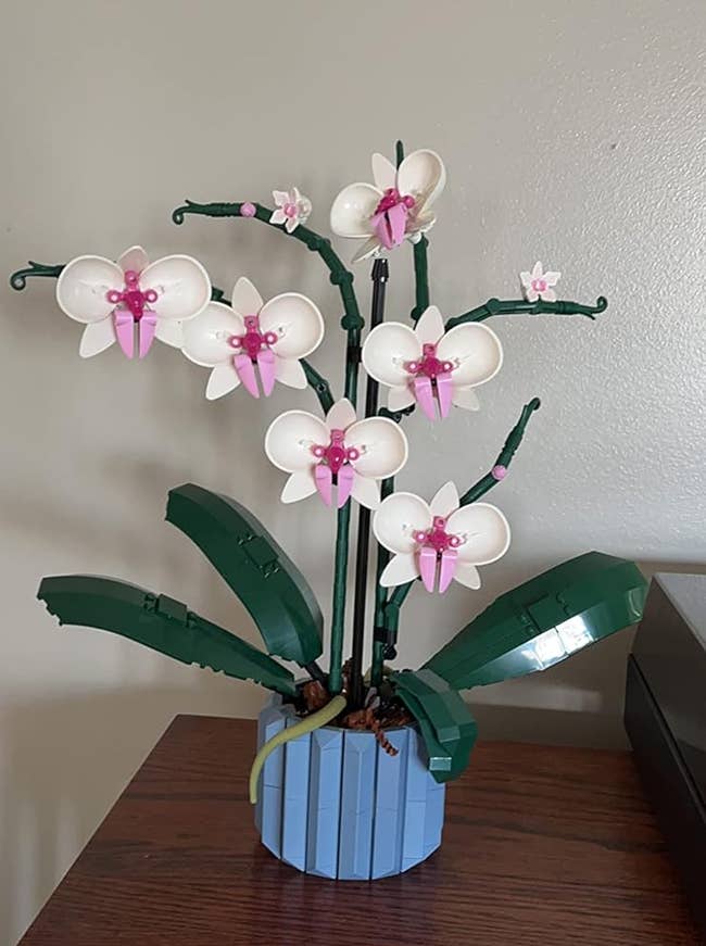 completed orchid set on reviewer's shelf