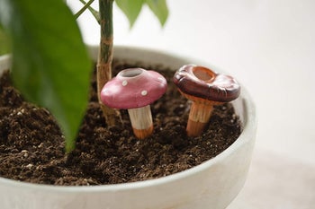 two similar mushrooms filled with water in another potted plant