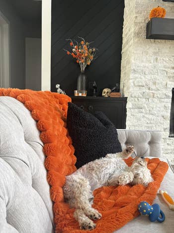 Dog sleeping connected an orangish broad connected a couch. Room decor includes vase with flowers, shelves, and a artifact nearby. Cozy surviving country setting