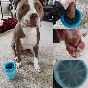 a reviewer photo of their dog using the paw cleaner