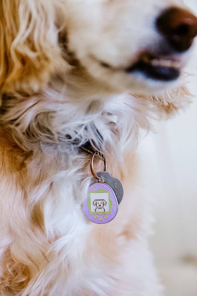 Dog with a tamagotchi tag 