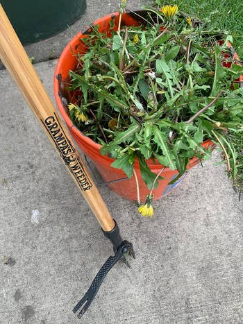 the weeder next to a bucket of pulled weeds