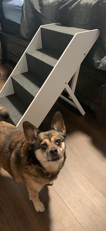 Reviewer image of side view of product on a bed with dog standing in front of it