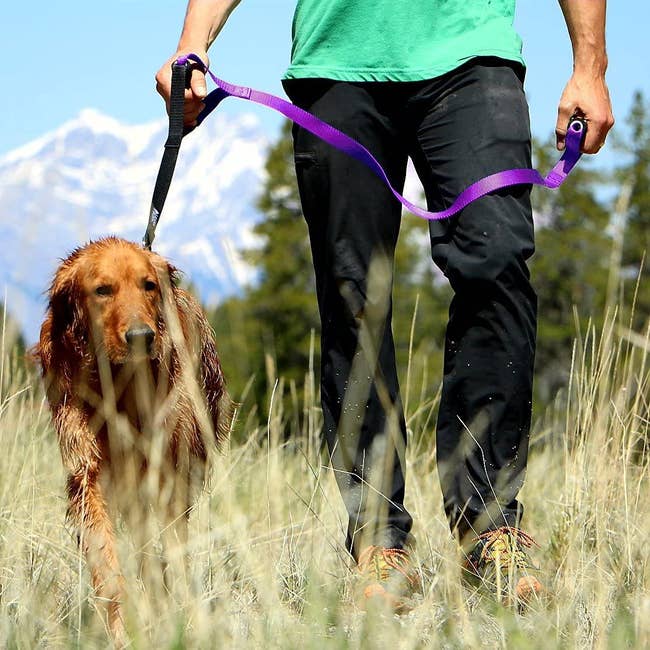 A dog being led by a leash with two wide gripper handles 
