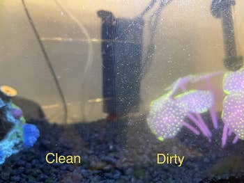 a reviewer's before and after showing a half clean and half dirty tank