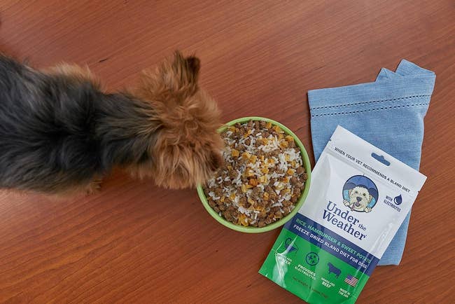 dog investigating a nutrient  vessel  filled with rice, hamburger, and saccharine  potato