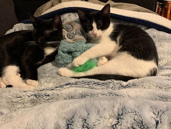 a reviewer's two cats cuddling into the sloth version