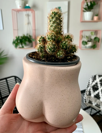 Reviewer pic of the butt vase and a small cactus inside