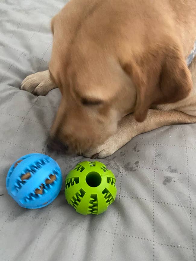 Dog resting connected a quilted furniture adjacent to 2 textured rubber balls, 1 bluish and 1 green. Great toys for favored playtime