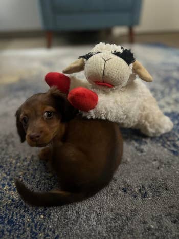 dachshund puppy with a plush sheep toy on its back