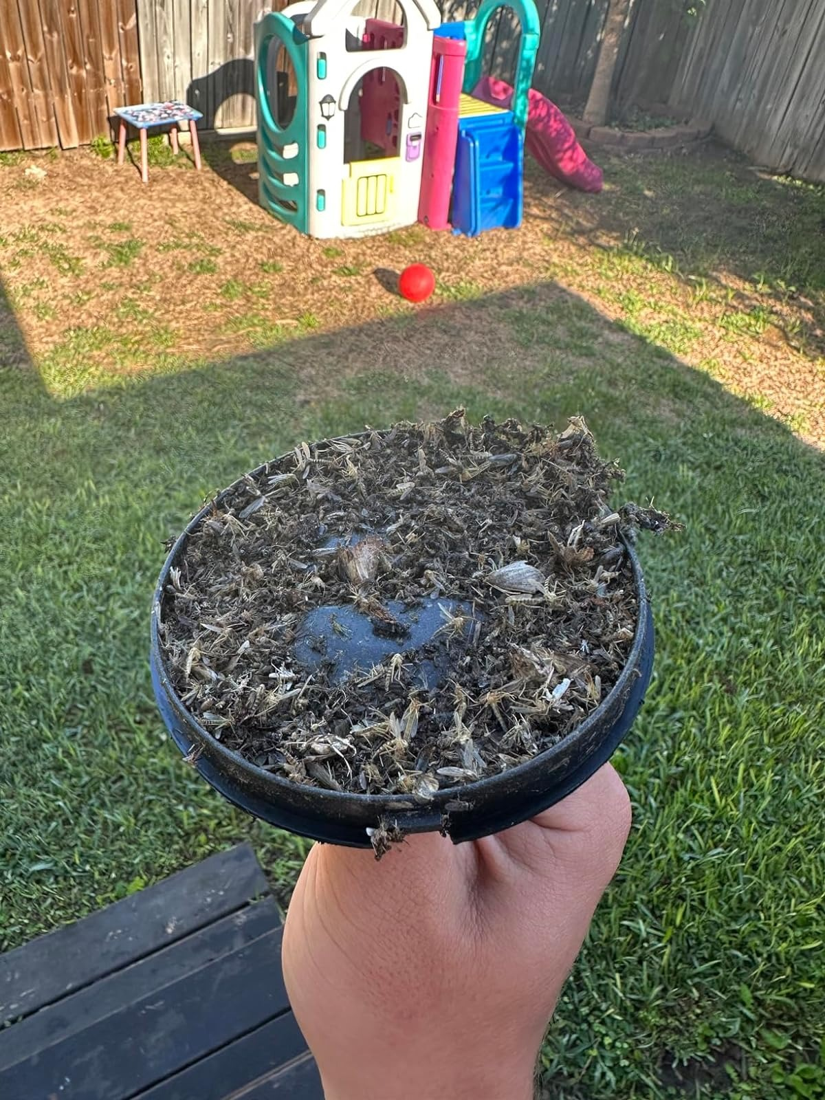 Person holding a bug catcher covered successful  dormant   bugs