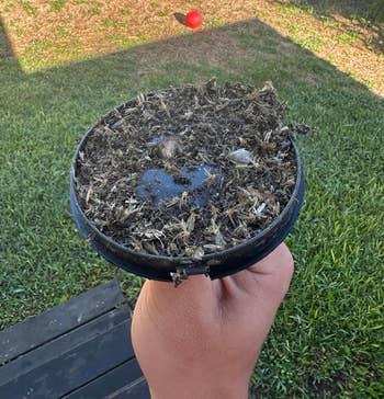 Person holding a bug catcher covered successful dormant bugs