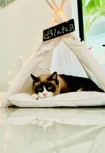 reviewer's cat resting in the white tent with string lights around it