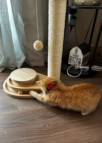 a cat playing with the ball toys in the turntable