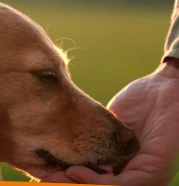 Close-up of a dog gently licking a person's hand in a tender moment, set against a blurred natural background