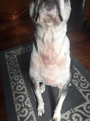 A reviewer photo of dog with rash healed after eating the chews