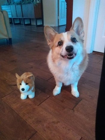 plush next to a real corgi