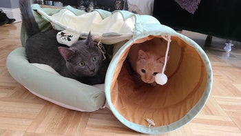 A reviewer's two cats playing with this, one on the bed and one in the tunnel
