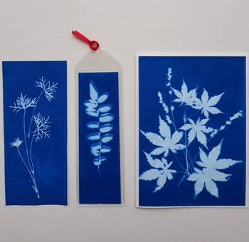 Three botanical cyanotype prints