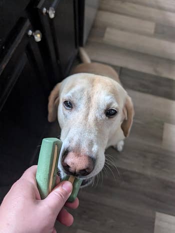 A dog is gently biting a green toothbrush held by a person, positioned in a home setting with wooden floors