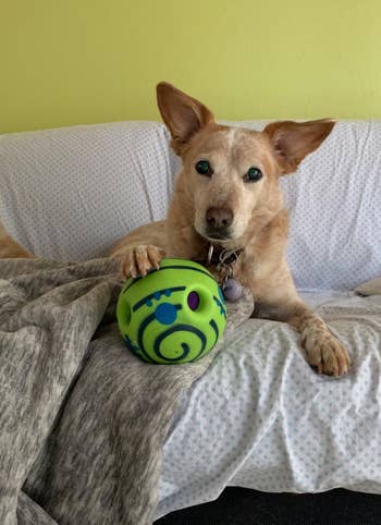 reviewer's dog using paw to hold the ball