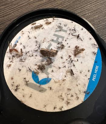 a reviewer photo of the sticky trap with bugs all over it 