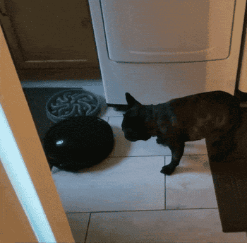 Reviewer gif of the robot vacuum moving around and a dog following it