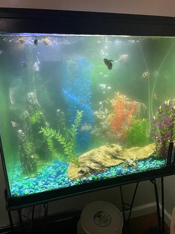 Reviewer's murky fish tank before using water clarifier