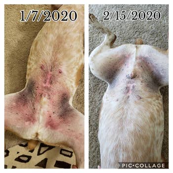  January 7, 2020, and February 15, 2020. The tegument  appears improved successful  the 2nd  image
