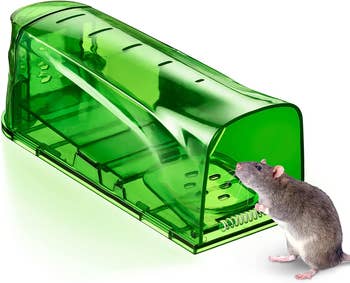 a mouse outside of the green human trap