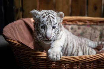 Here Are 13 Baby Animals That You Can Virtually Pet, If That's The Kind Of Thing You Need Right Now Here Are 13 Baby Animals That You Can Virtually Pet, If That's The Kind Of Thing You Need Right Now